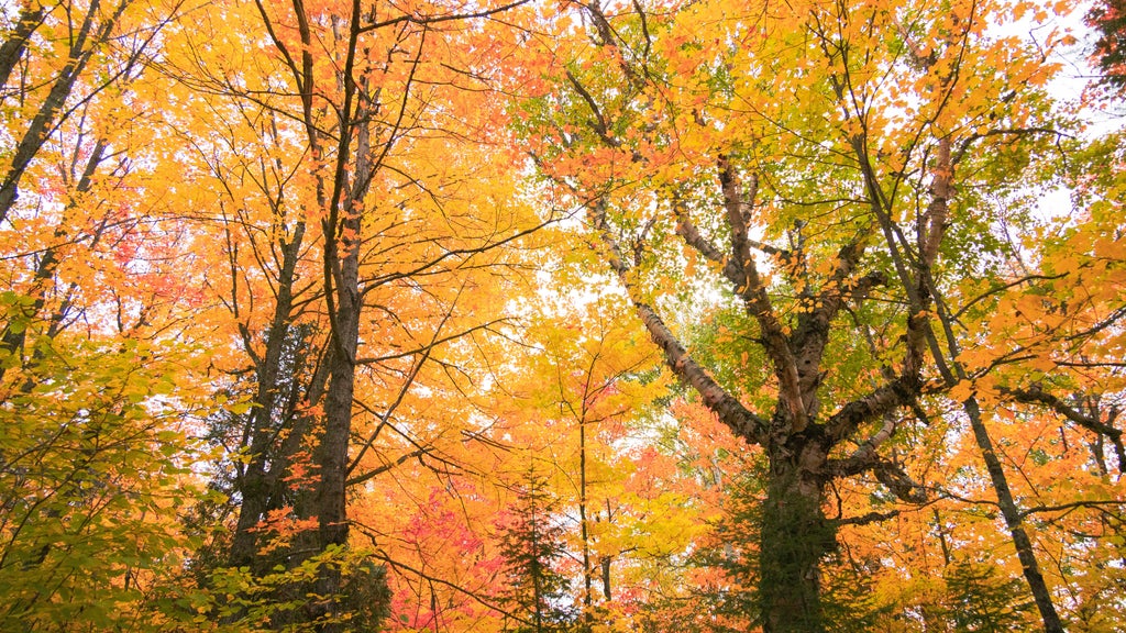 Summerlike weekend on tap in Twin Cities; fall returns early next week — WCCO / CBS Minnesota, Maple Grove Community news