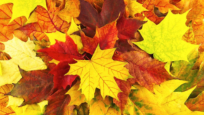 Cooler, quieter fall weather returns Tuesday in the Twin Cities — WCCO / CBS Minnesota, Maple Grove Community news