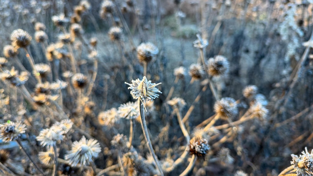 Breezy winds bring cool air to Minnesota, with first frost possible in the metro Friday night — WCCO / CBS Minnesota, Maple Grove Sports news