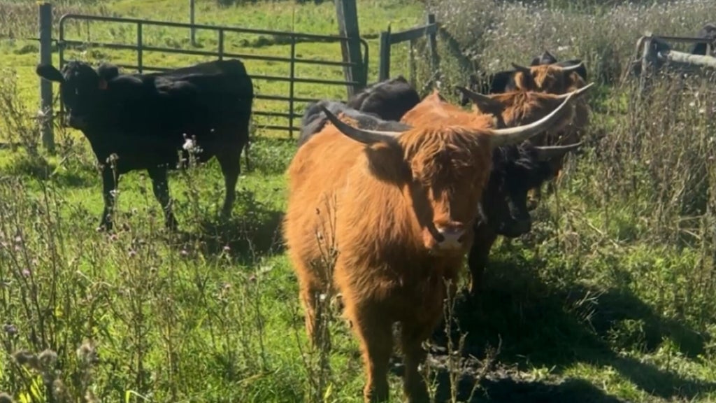 Minnesota farmer calls for thief to return nearly a dozen cows: "You're going to go to jail" — WCCO / CBS Minnesota, Maple Grove Community news