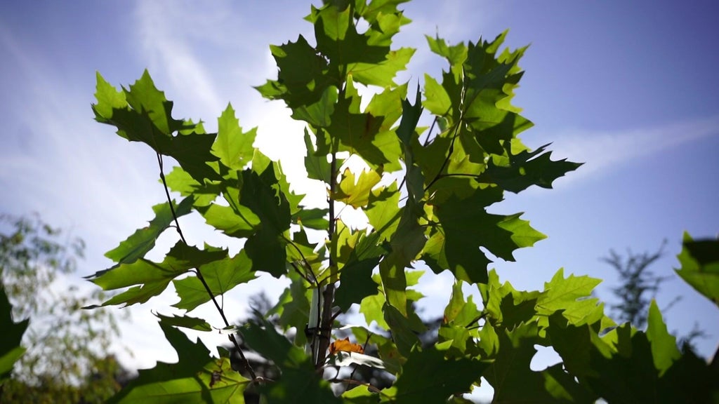 St. Paul city employees help plant trees at church in Rondo neighborhood — WCCO / CBS Minnesota, Maple Grove Real Estate news