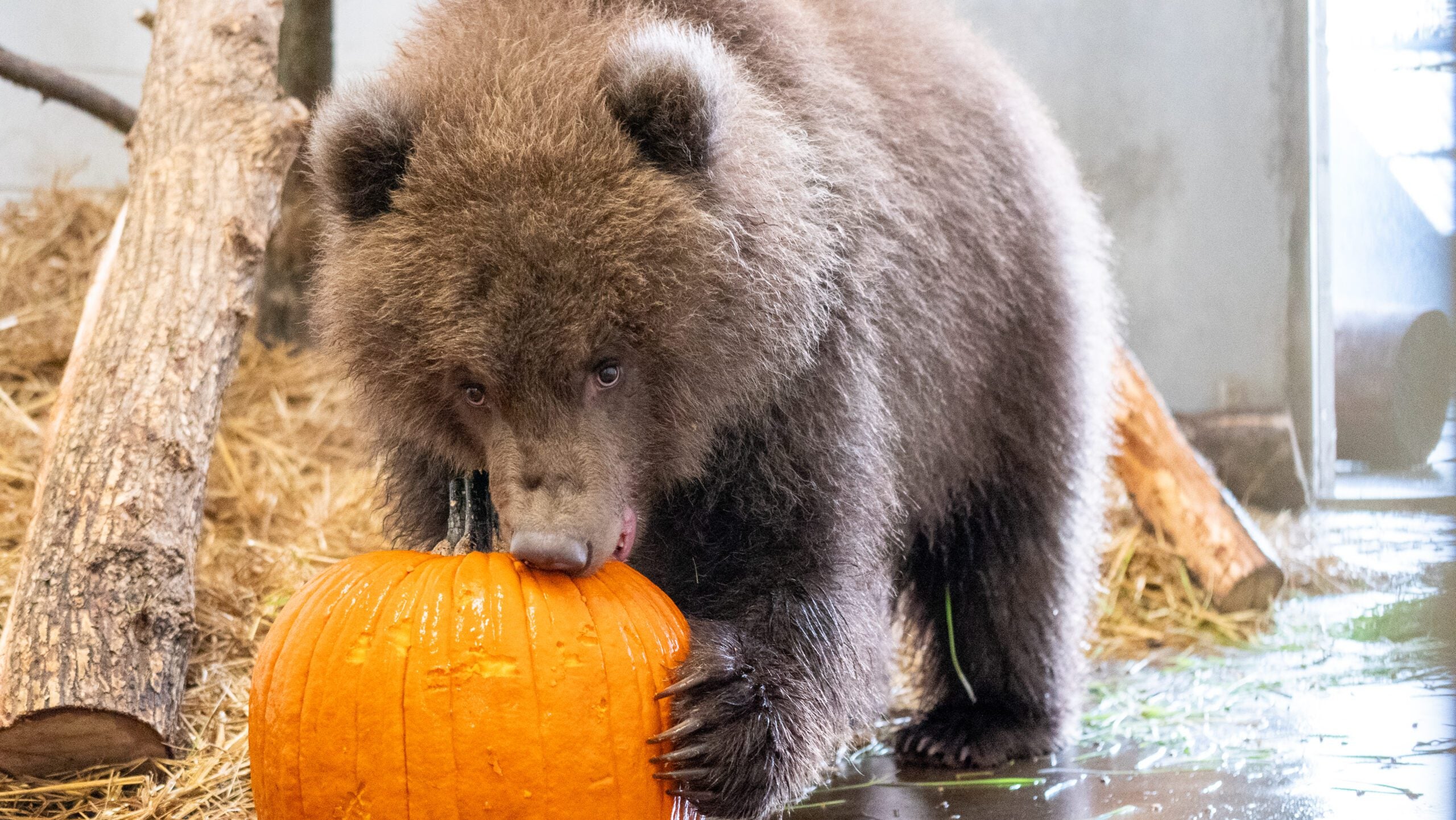Minnesota Zoo welcomes 3 orphaned brown bear cubs rescued from Alaska — Maple Grove Health news