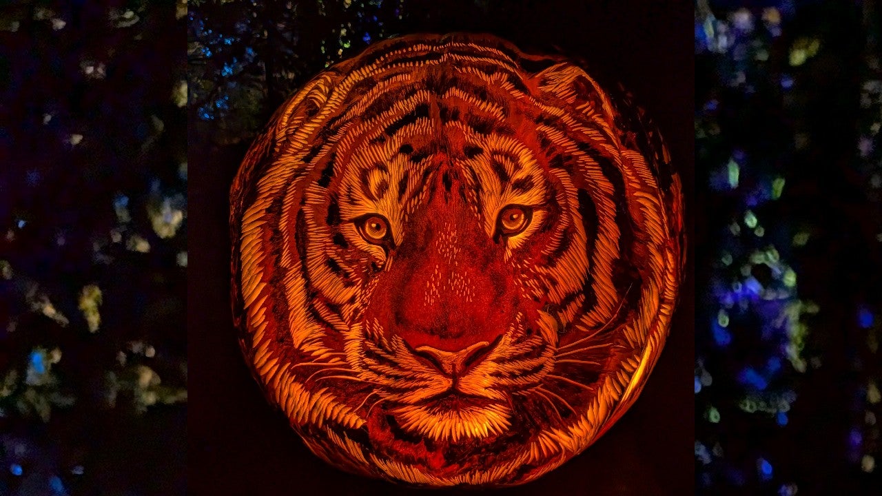 Behind the scenes of pumpkin carving at the Minnesota Zoo — KSTP 5, Maple Grove Arts news