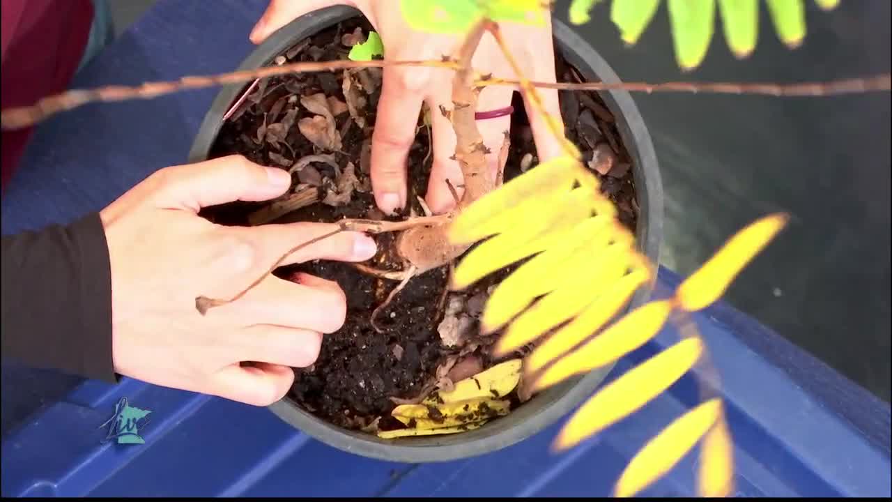 Tips for Planting Trees — KSTP 5, Maple Grove Community news