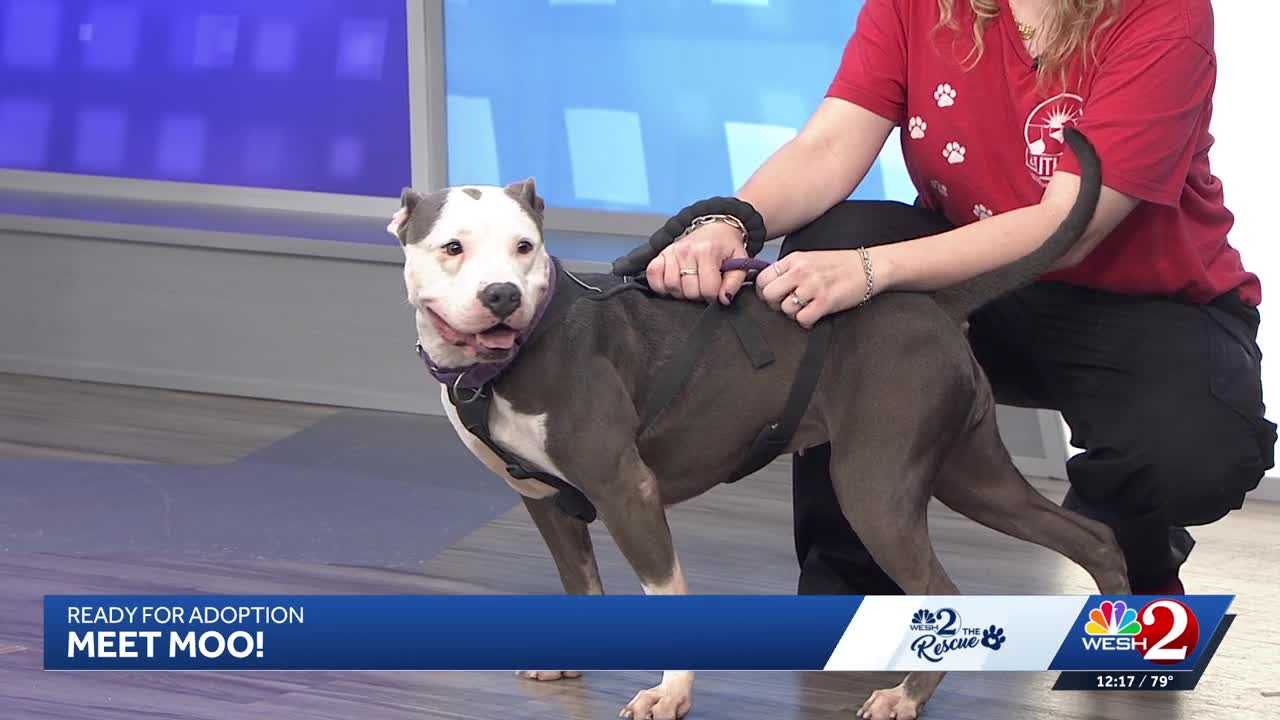 Moo at Southeast Volusia Humane Society is looking for a home — WESH 2 Orlando, Maple Grove Community news
