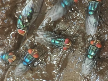 Odor complaints target Mexico’s screwworm fly facility — KFGO, Maple Grove Schools news