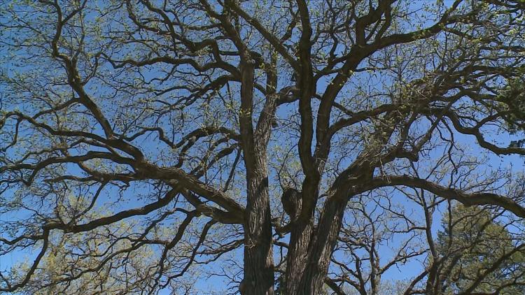 How to keep your oak trees healthy — KARE 11 Local, Maple Grove Health news