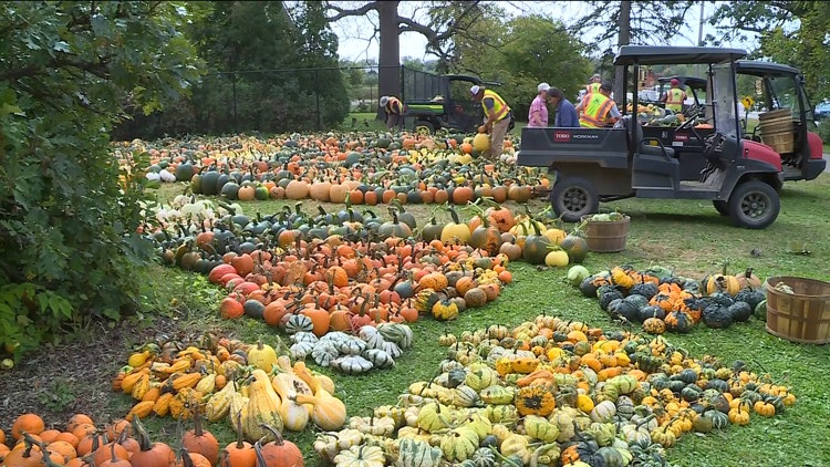 Pumpkin 101: Best to cook, carve & display — KARE 11 Local, Maple Grove Community news