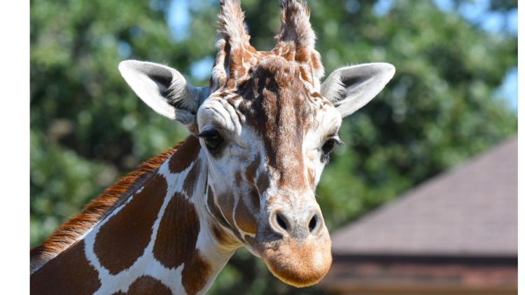 Como Zoo mourns loss of beloved giraffe, 'Skeeter' — Maple Grove Community news