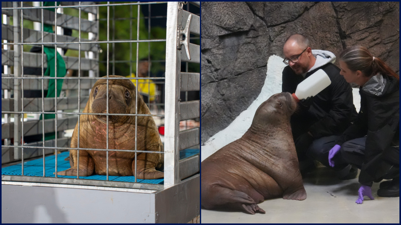 Orphaned baby walrus in Alaska flown 4,800 miles to new home in Florida — FOX 9, Maple Grove Community news