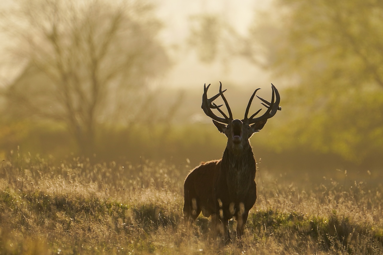 Deer-related crashes spike in the fall. Here's why. — FOX 9, Maple Grove Sports news