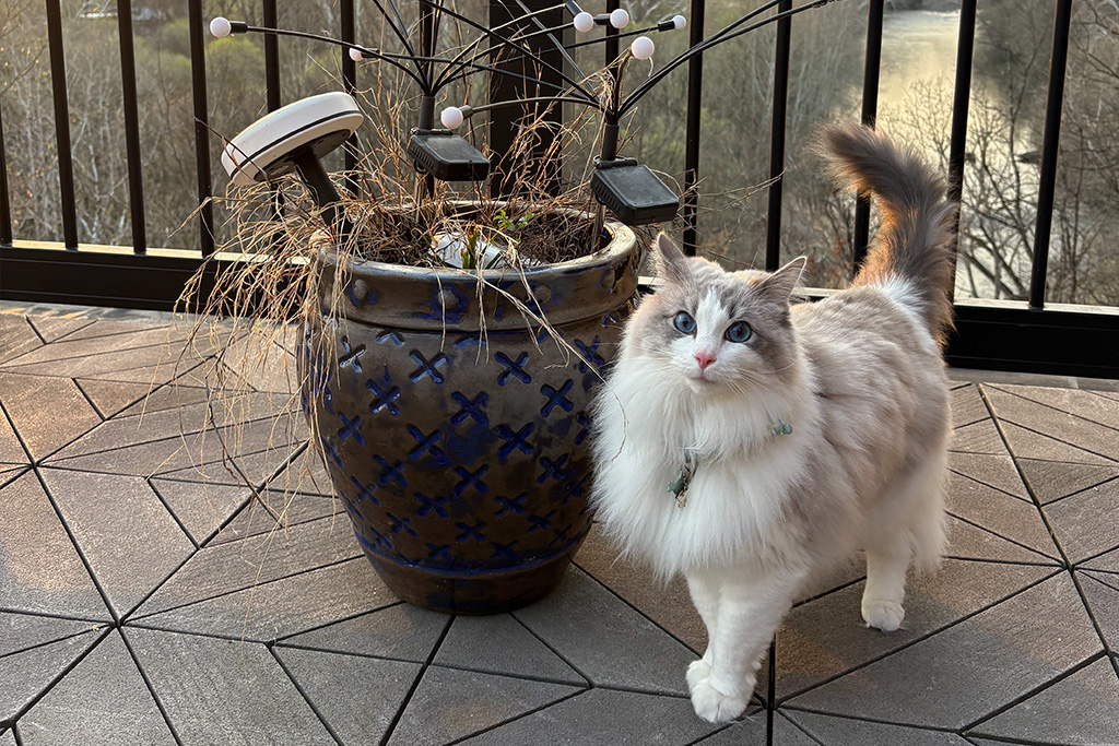 Minneapolis' top cat and dog names of 2026 — FOX 9